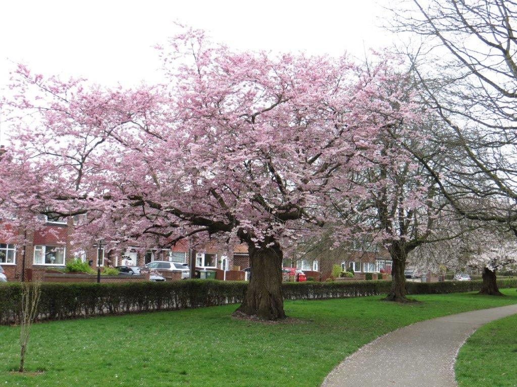 Champion Tree of the Week · The Tree Register