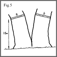 Measuring Trees Figure 5