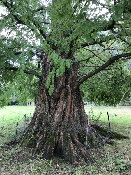 Metasequoia