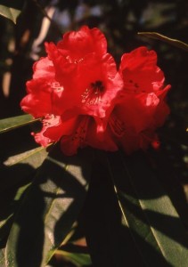 RhodoVictoriaHallett