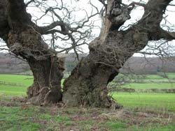 This Oak has separate parts of its trunk which are now falling apart