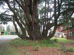 Despite all of its low layering branches, this Cedar still has a clearly defined stem