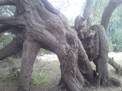 A Willow that has partially collapsed and layering