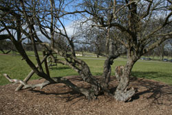 These ancient Hawthorn stems were once upright making up a typical multi stemmed tree