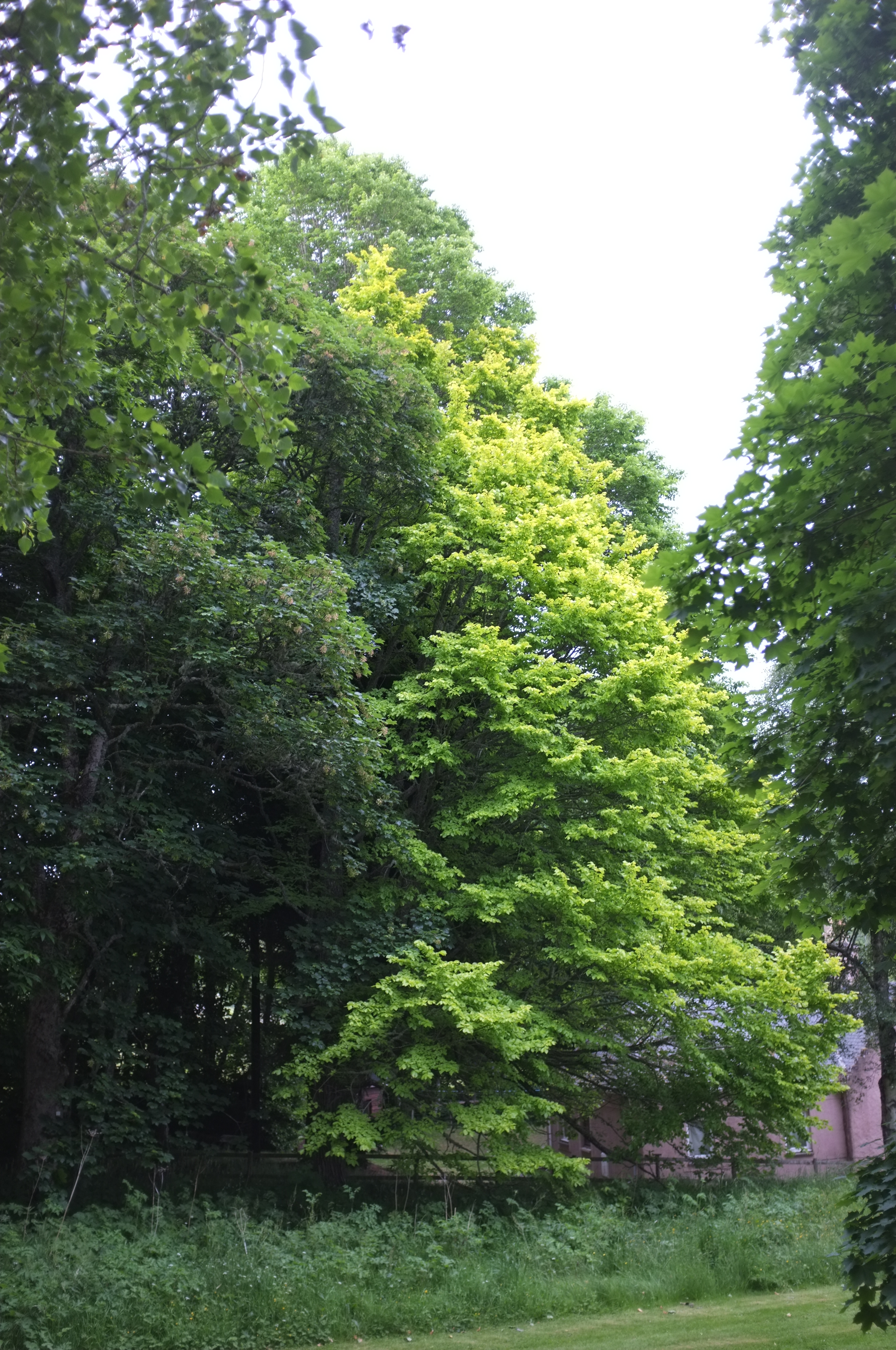 Tree Collections - The Tree Register
